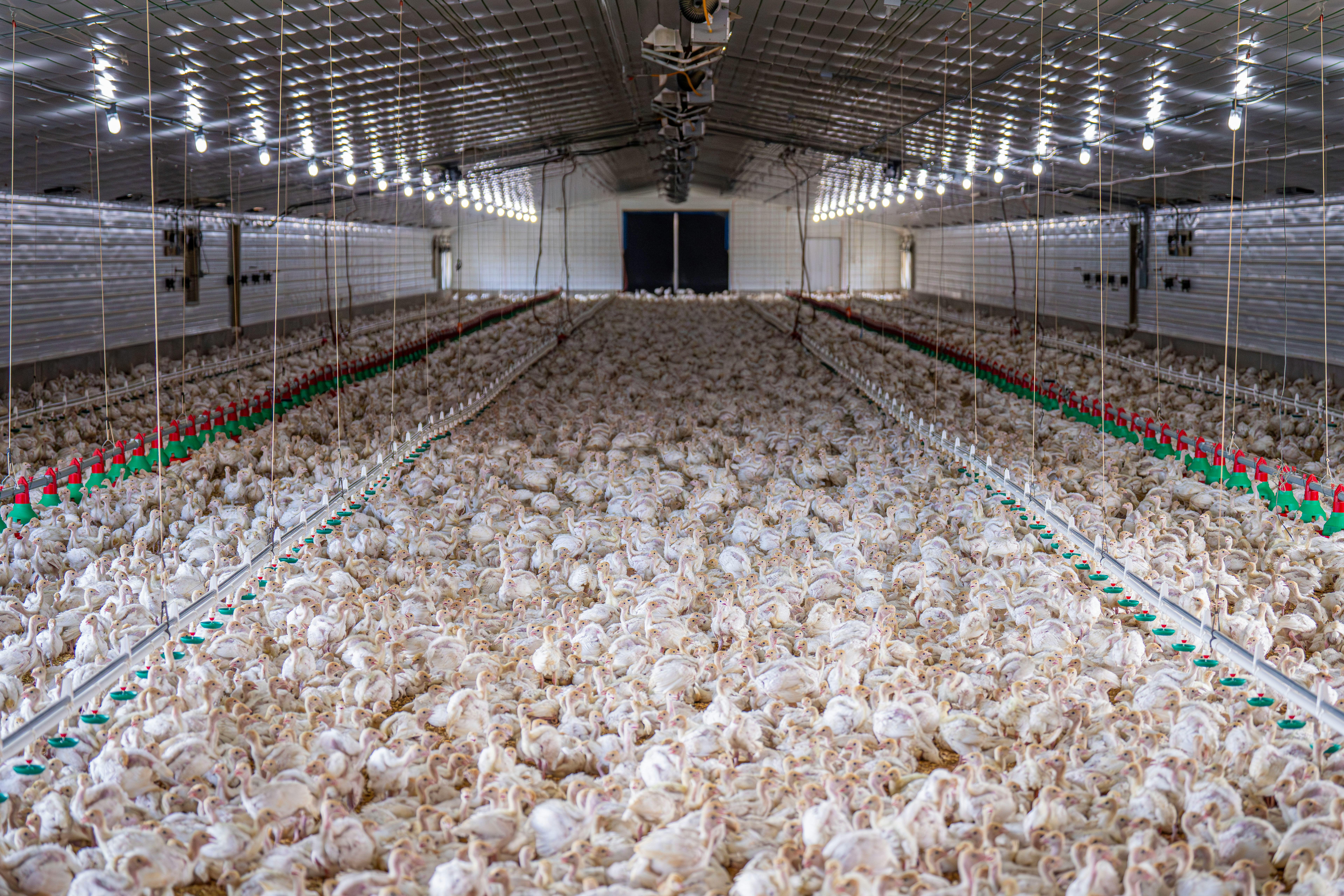 Importation de volaille et de produits de la mer en Afrique